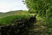 45 Il sentiero-mulattiera sale tra muri a secco